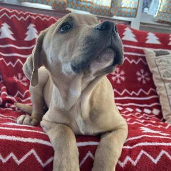 Mixed Breed Dogs Available for Adoption - Nacho | PetCurious