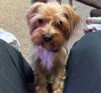Yorkshire Terrier Dogs Available for Adoption - Max | PetCurious