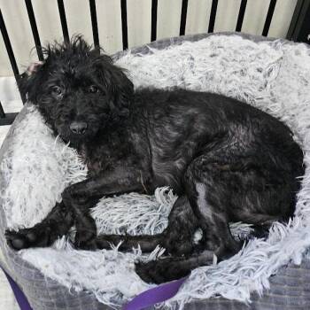Raven -  Miniature Poodle and Mixed Breed Dog for Adoption in Toms Brook, Virginia - Raven | PetCurious