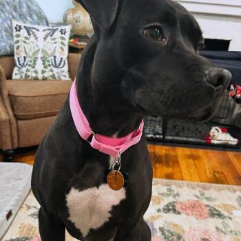 Nutella -  Mixed Breed Dog for Adoption in Shelburne, Vermont - Nutella | PetCurious