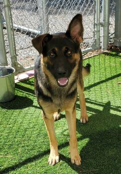 Tank available 10/30 -  German Shepherd Dog Dog for Adoption in Elmsford, New York - Tank Available 10/30 | PetCurious