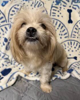 Rescue Shih Poo Dogs for Adoption in Baton Rouge, Louisiana - Archie | PetCurious