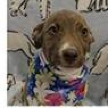 Cadbury -  Shepherd and Mountain Cur Dog for Adoption in Clearwater, Florida - Cadbury | PetCurious