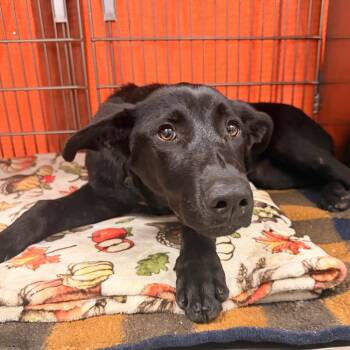 Lonnie -  Shepherd and Black Labrador Retriever Dog for Adoption in Indianapolis, Indiana - Lonnie | PetCurious