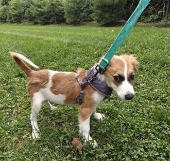 Levi -  Spaniel Dog for Adoption in Ogontz Campus, Pennsylvania - Levi | PetCurious