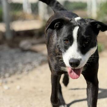 Pit Bull Terrier and Collie Dogs Available for Adoption in Falls Church, Virginia - April | PetCurious
