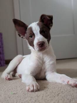 Aspen -  Terrier Dog for Adoption in Fenton, Missouri - Aspen | PetCurious
