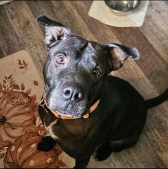 Rescue Shar Pei and Pit Bull Terrier Dogs for Adoption in Austintown, Ohio - Emil | PetCurious