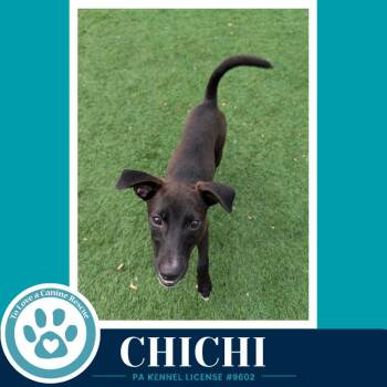 ChiChi 071826 -  Chihuahua and Mixed Breed Dog for Adoption in Kimberton, Pennsylvania - ChiChi 071826 | PetCurious