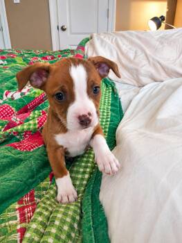 Shelby -  Chihuahua and Chiweenie Dog for Adoption in Baker, Louisiana - Shelby | PetCurious