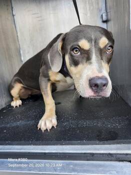 COQUETA -  Terrier Dog for Adoption in San Antonio, Texas - COQUETA | PetCurious