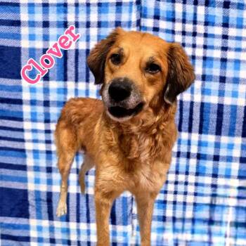 Mixed Breed Dogs Available for Adoption in Joliet, Illinois - Clover | PetCurious