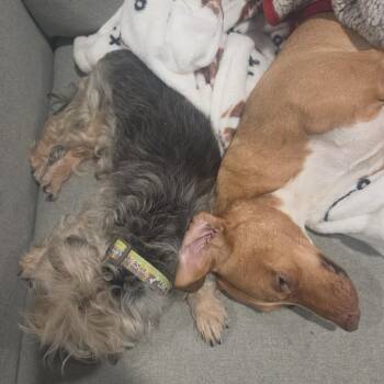 Buttons D71527 -  Yorkshire Terrier Dog for Adoption in Minnetonka, Minnesota - Buttons D71527 | PetCurious