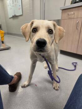Pebbles -  Labrador Retriever and Mixed Breed Dog for Adoption in Chillicothe, Ohio - Pebbles | PetCurious
