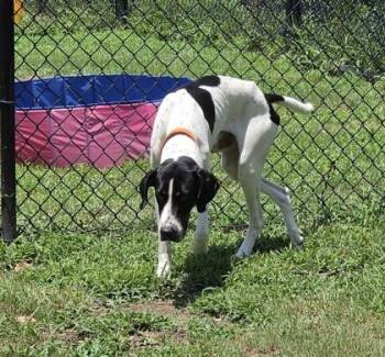 Elephant(HW+) -  Hound and Mixed Breed Dog for Adoption in Conway, South Carolina - Elephant(HW+) | PetCurious