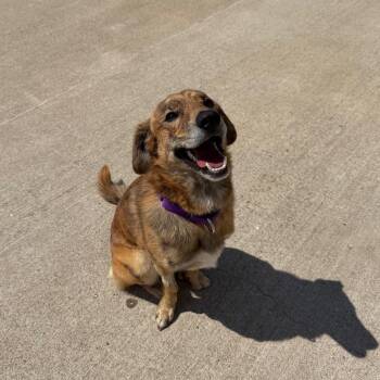 River -  Mixed Breed Dog for Adoption in Uniontown, Pennsylvania - River | PetCurious