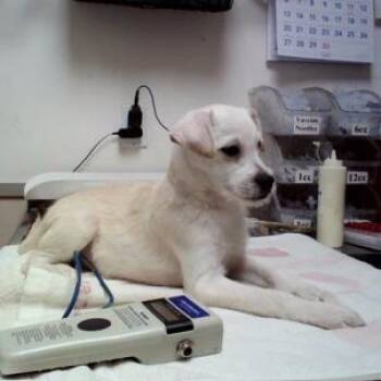 Leonardo/A1050196 -  Terrier Dog for Adoption in San Pablo, California - Leonardo/A1050196 | PetCurious
