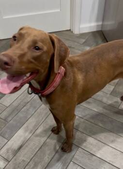 Doberman Pinscher Dogs Available for Adoption - Harley | PetCurious