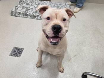 Big Beef -  Mixed Breed Dog for Adoption in Honolulu, Hawaii - Big Beef | PetCurious