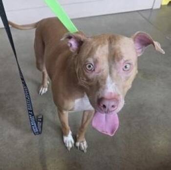 WYATT -  Mixed Breed Dog for Adoption in Fernandina Beach, Florida - WYATT | PetCurious