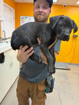 Catahoula Leopard Dog and Labrador Retriever Dogs Available for Adoption - Moss | PetCurious