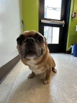 MADDIE -  Pug and Mixed Breed Dog for Adoption in Kent, Washington - MADDIE | PetCurious