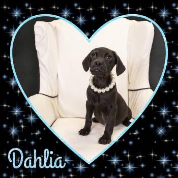 Beagle and Retriever Dogs Available for Adoption in Seagoville, Texas - Dahlia | PetCurious