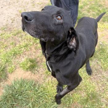 Hound and Mixed Breed Dogs Available for Adoption in Franklin, North Carolina - Cornbread | PetCurious