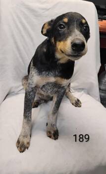 Daryl #189 -  Australian Cattle Dog Blue Heeler Dog for Adoption in New Lexington, Ohio - Daryl #189 | PetCurious