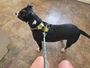 Piper Anne -  Mixed Breed Dog for Adoption - Piper Anne | PetCurious