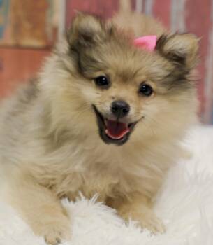 Pomeranian Dogs Available for Adoption in Casa Grande, Arizona - Fundraising Puppy Phoebe | PetCurious