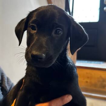 Rescue Black Labrador Retriever and Mixed Breed Dogs for Adoption in Eastford, Connecticut - NY Rock Avail Nov 23 (Choice Pet Carmel) | PetCurious
