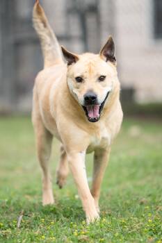 Labrador Retriever Dogs Available for Adoption - Spyker | PetCurious