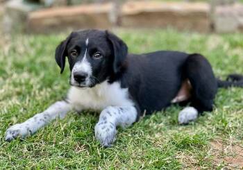 Border Collie Dogs Available for Adoption - Maverick | PetCurious