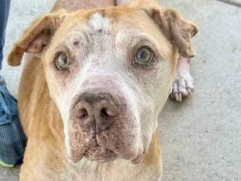 Mixed Breed Dogs Available for Adoption in Georgetown, Texas - Bubba | PetCurious