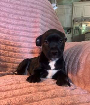 Moose -  Labrador Retriever and Pit Bull Terrier Dog for Adoption in West Peoria, Illinois - Moose | PetCurious