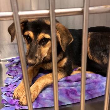 Taylor -  German Shepherd Dog and Mixed Breed Dog for Adoption in Abilene, Texas - Taylor | PetCurious