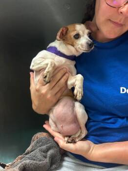 Olivia -  Chihuahua Dog for Adoption in Morgantown, Kentucky - Olivia | PetCurious