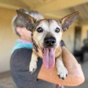 Jonny Pop -  Chihuahua Dog for Adoption in Ramona, California - Jonny Pop | PetCurious