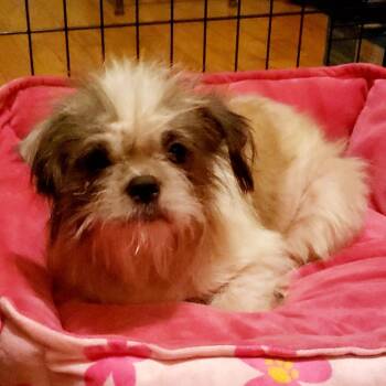 Rescue Shih Tzu Dogs for Adoption in St. Peters, Missouri - Gerald | PetCurious