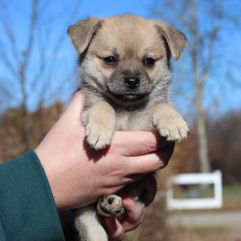 Rescue Terrier Dogs for Adoption in Eastford, Connecticut - CT Cufflink Avail Nov 29 | PetCurious