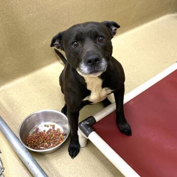 Pit Bull Terrier Dogs Available for Adoption in Monroe, Georgia - Honeybun  | PetCurious