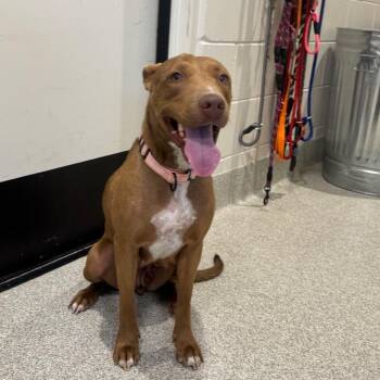 Esme -  Mixed Breed Dog for Adoption in Englewood, Florida - Esme | PetCurious