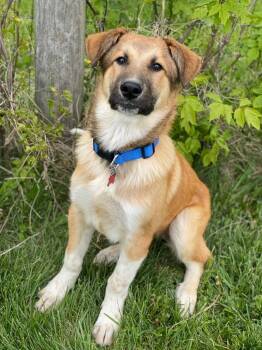 Australian Shepherd and Collie Dogs Available for Adoption in Decorah, Iowa - Frankie | PetCurious