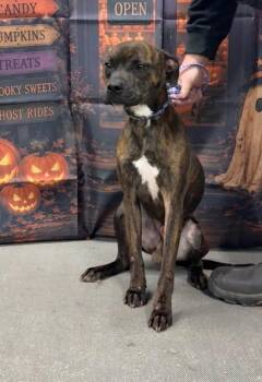 Stanley -  Pit Bull Terrier Dog for Adoption in Campbellsville, Kentucky - Stanley | PetCurious