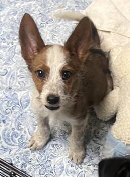 Bella -  Australian Shepherd and Terrier Dog for Adoption in Los Angeles, California - Bella | PetCurious