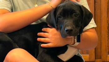 Oasis -  Pit Bull Terrier Dog for Adoption in New Bern, North Carolina - Oasis | PetCurious