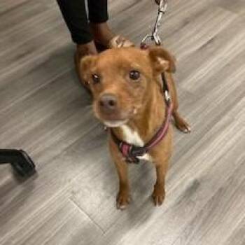 Kushina -  Patterdale Terrier Fell Terrier Dog for Adoption in York, Pennsylvania - Kushina | PetCurious