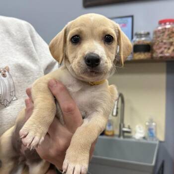 Hanna -  Labrador Retriever and Mixed Breed Dog for Adoption in Jefferson, New Jersey - Hanna | PetCurious