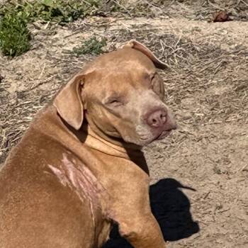 Rescue Mixed Breed Dogs for Adoption in Columbus, Georgia - 10/22/2025-Stray-BuenaVistaRoad-1 | PetCurious